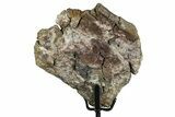 Fossil Sauropod Vertebra Section with Metal Stand - Colorado #339940-1